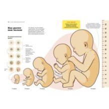 Пападос. Иллюстрированный гайд для начинающих отцов