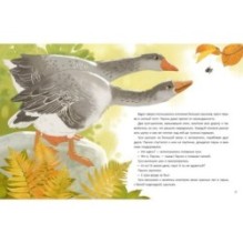 Перелётный Паучок