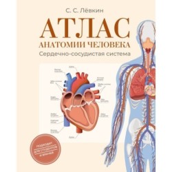 Атлас анатомии человека. Сердечно-сосудистая система
