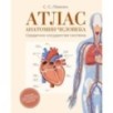 Атлас анатомии человека. Сердечно-сосудистая система