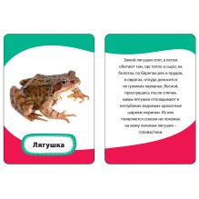 Мамы и малыши (Разв. карточки 3+)