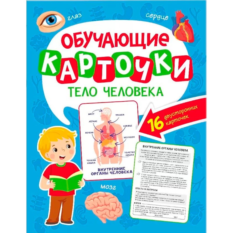 Обучающие карточки. Тело человека