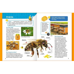 Энциклопедия для маленьких почемучек. Насекомые