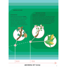 Тайны деревьев