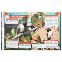 Энциклопедия "Аксолотль. Самые удивительные животные"