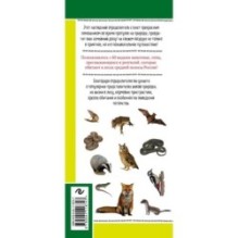 Животные и птицы. Дикие обитатели русского леса