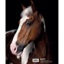 Лошади. Портреты, вдохновленные Рембрандтом. Эксклюзивный фотоальбом