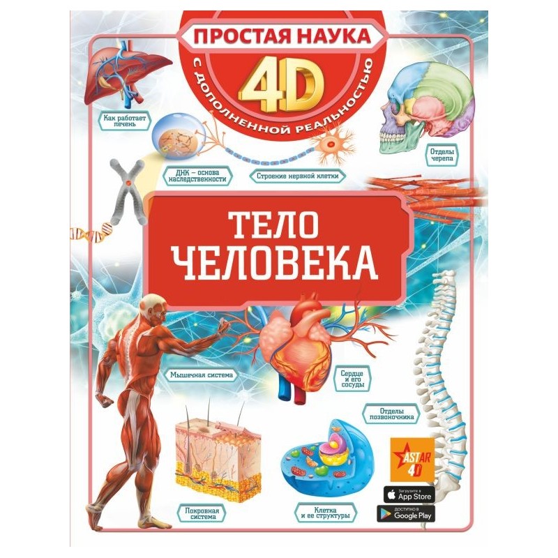 Тело человека