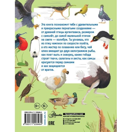 Какие бывают птицы?