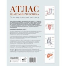 Атлас анатомии человека. Пищеварительная система