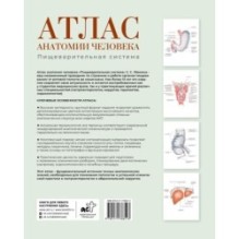 Атлас анатомии человека. Пищеварительная система