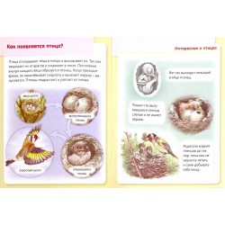 Удивительные превращения. Как появляются живые организмы