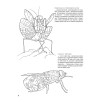 Бабочки и другие насекомые. Атлас-раскраска