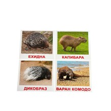 Подарочный набор "Мегачемодан" по методике Гленна Домана