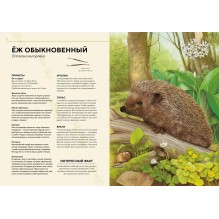 Лесные животные в натуральную величину