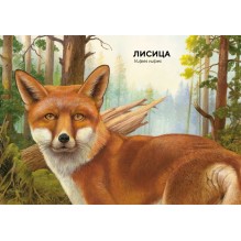 Лесные животные в натуральную величину