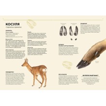 Лесные животные в натуральную величину