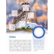 Кто живёт в лесу?