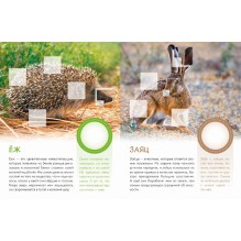 Кто живёт в лесу?