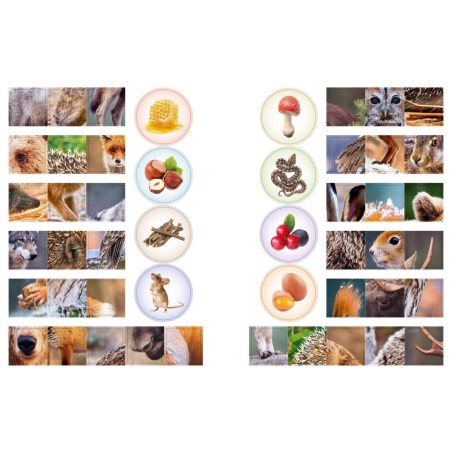 Кто живёт в лесу?