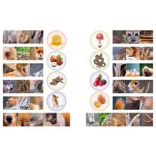 Кто живёт в лесу?