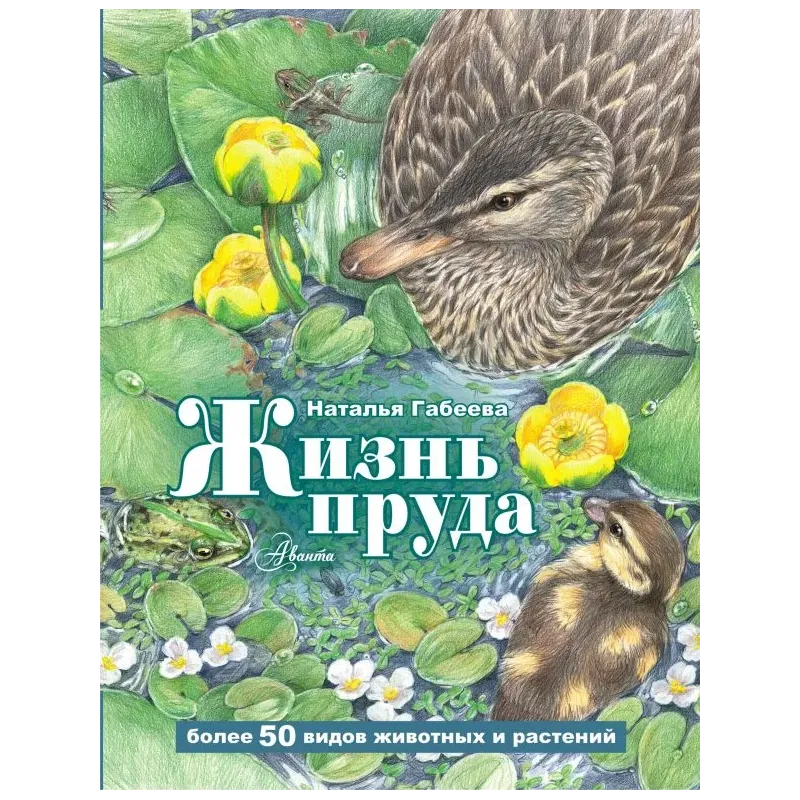 Жизнь пруда