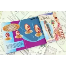 Тело человека. Мой первый атлас