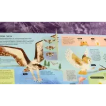 Птицы. От колибри до страуса