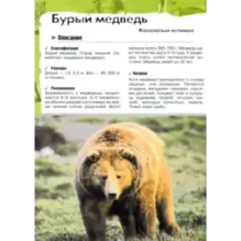 В лесу, в жарких странах, рядом с нами. Увлекательное путешествие в мир живой природы