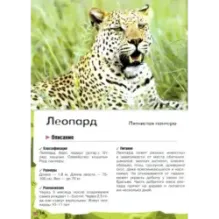 В лесу, в жарких странах, рядом с нами. Увлекательное путешествие в мир живой природы