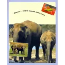 Читай, играй, наклеивай. Животные. Синяя