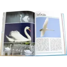 Мир животных. Открой для себя удивительный мир животных!