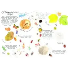 Мистер Жук и его соседи. Путешествие в мир насекомых