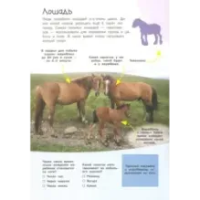 Смотри и учись. На ферме