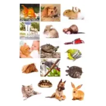 Смотри и учись. Наши питомцы