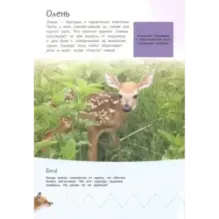 Смотри и учись. Жители леса