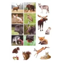 Смотри и учись. Жители леса