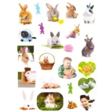 Зверята + наклейки. Кролики