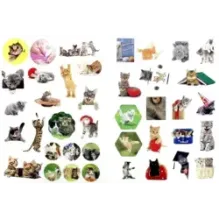 Зверята + наклейки. Котята