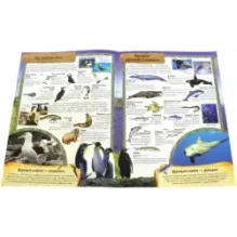 МегаZOOпанорама. Океан