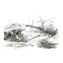 Рожденная свободной