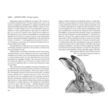 Кошка из трущоб и другие истории