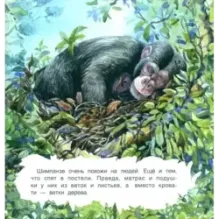 Кто как спит