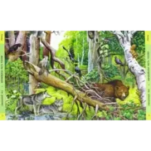 Лесные путешествия. От России до Америки